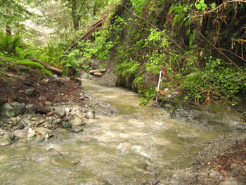 Looking downstreams at the Flanigan Creek monitoring site after a moderate spring storm event. Photo by P. Trichilo.
