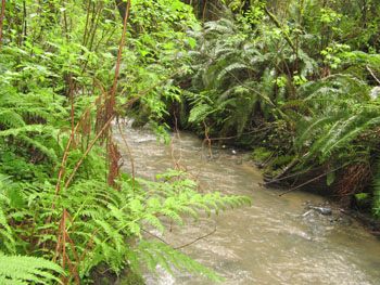 Looking downstreams from the Fox Creek monitoring site. Photo by P. Trichilo.