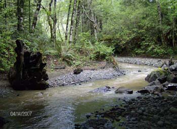 Looking upstream from the Hely Creek monitoring site. Photo by K. Bromley.