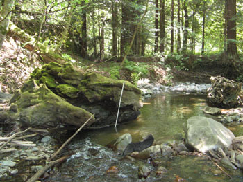 Site of one of the temperature data loggers placed in the stream at Hely Creek during the summer of 2008. Photo by P. Trichilo.