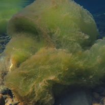 algae octopus