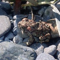 Tiny Toad