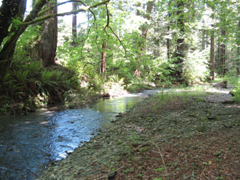 Looking upstream at Lower Cummings Creek after a minor spring storm event.